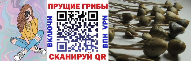 Псилоцибиновые грибы GOLDEN TEACHER Курган